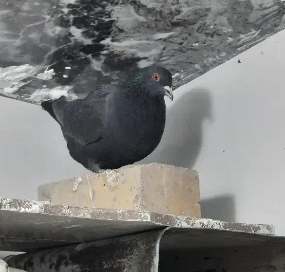 ماده زاغ چشم آتشی|پرنده|زرند, |دیوار