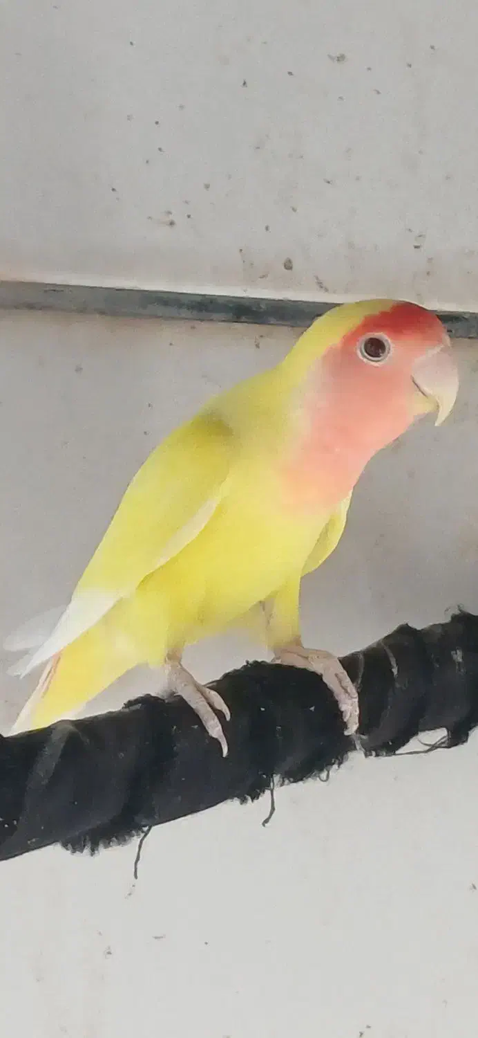 طوطی برزیلی|پرنده|برازجان, |دیوار