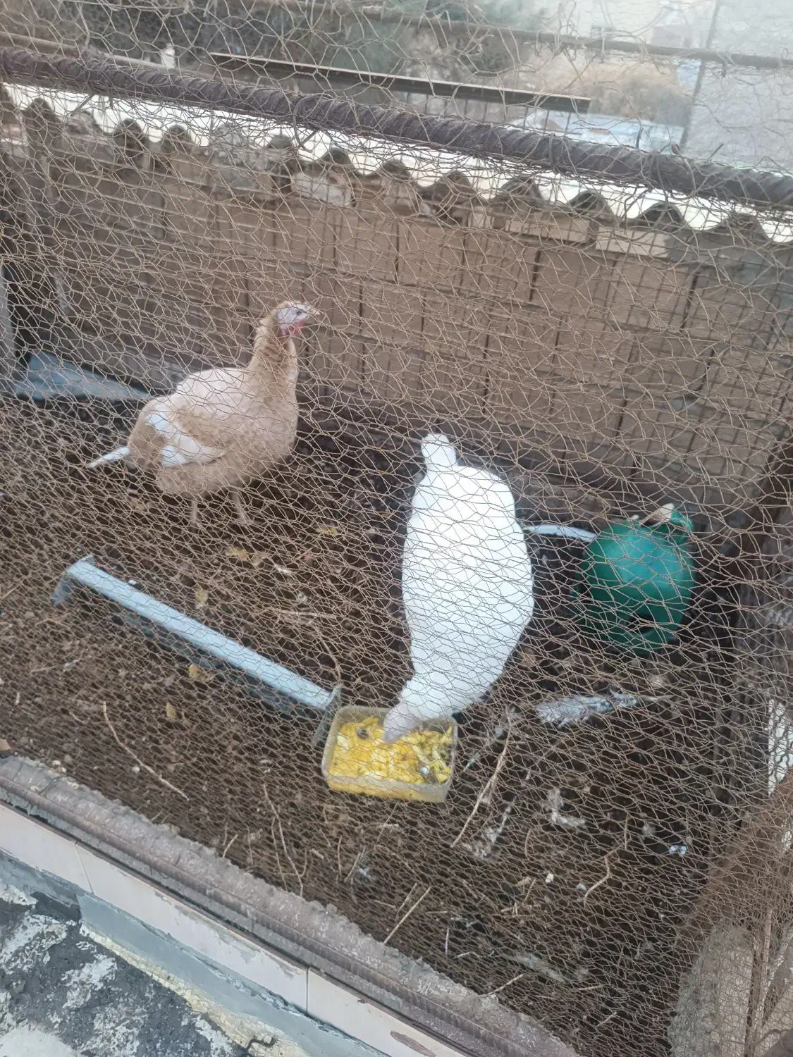 دو عدد بوقلمون ماده و یک خروس|حیوانات مزرعه|کرج, حصارک پایین|دیوار