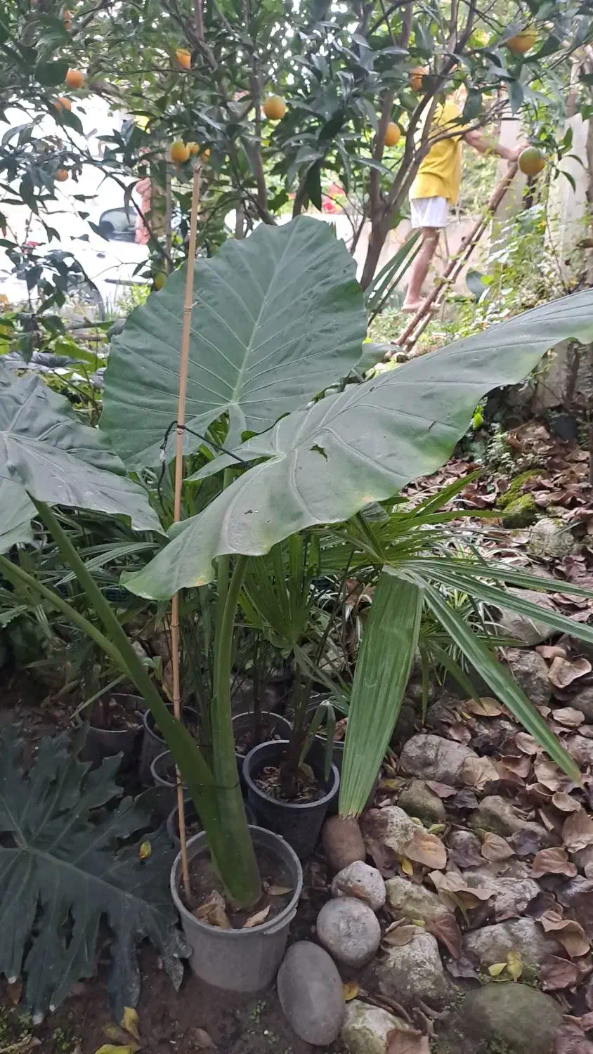 گل بابا آردن وکردلینک|گل و گیاه طبیعی|نوشهر, |دیوار