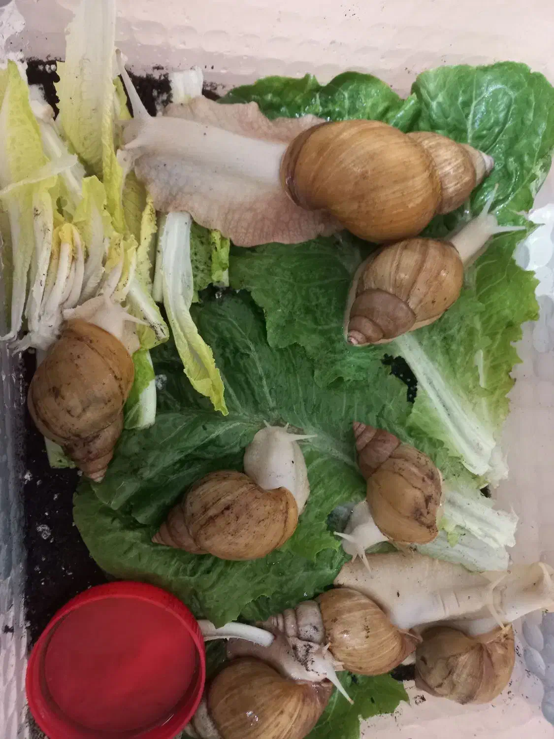 حلزون مولد|خزنده|تهران, جهاد|دیوار