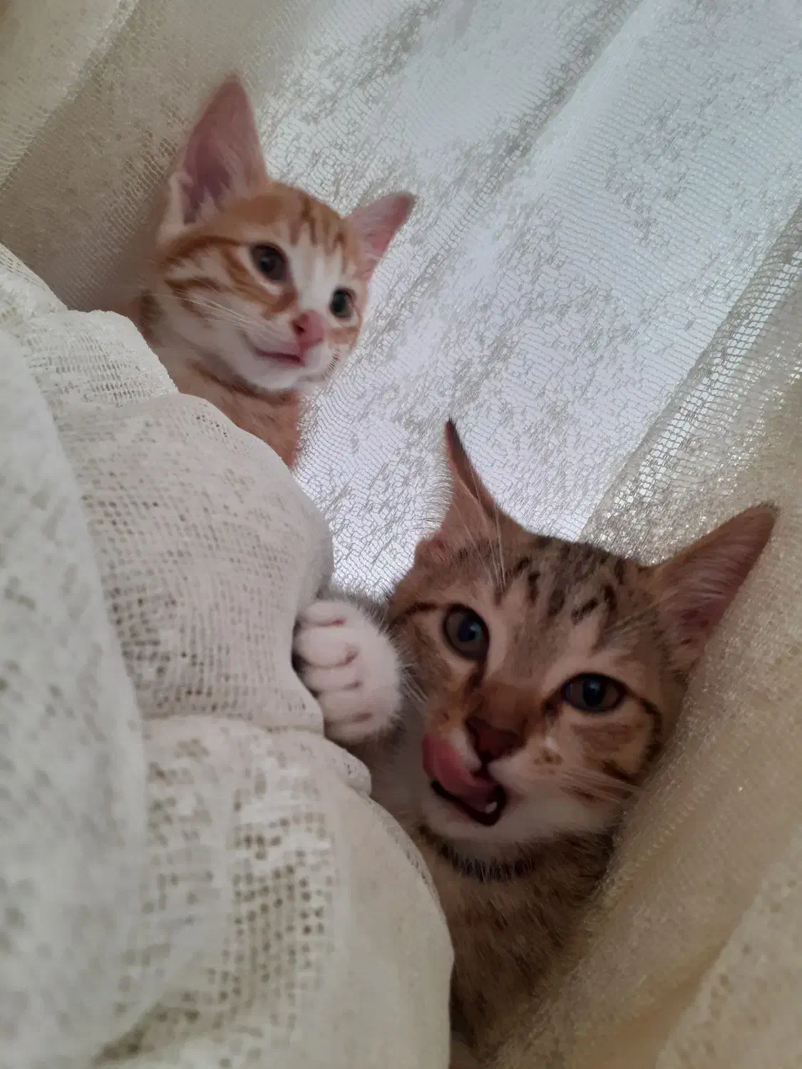 بچه گربه خانگی|گربه|فیروزکوه, |دیوار