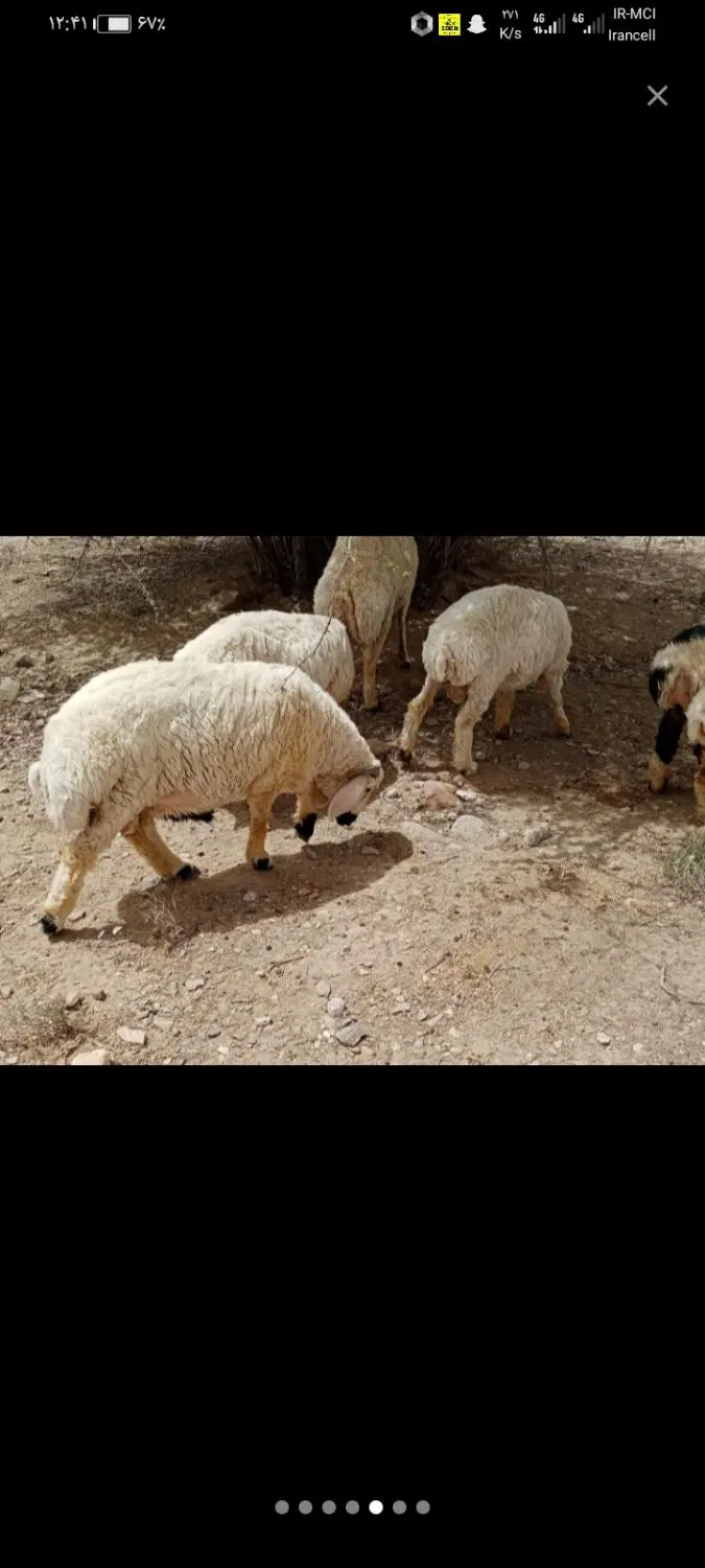 گوسفند|حیوانات مزرعه|ارزوئیه, |دیوار
