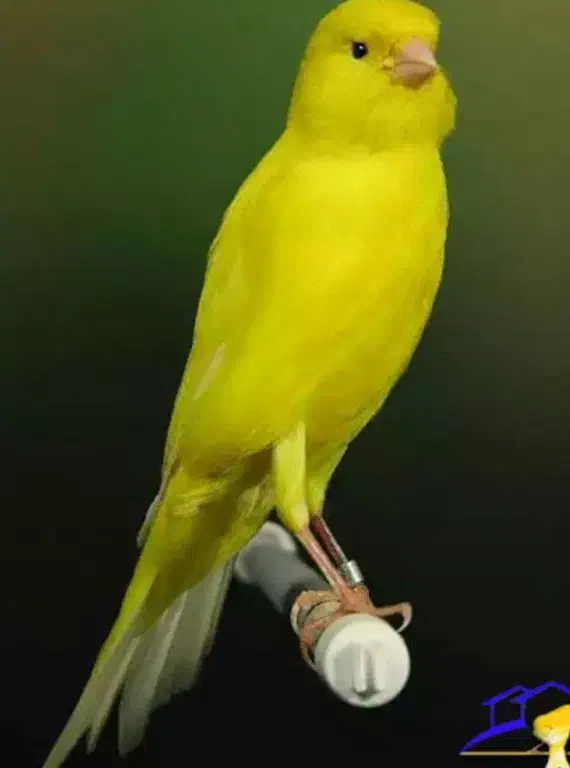 پرنده|پرنده|بندر ماهشهر, |دیوار