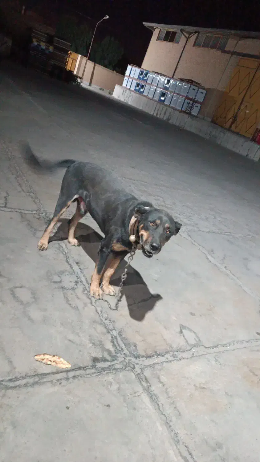 سگ گم شده|حیوانات|یزد, |دیوار