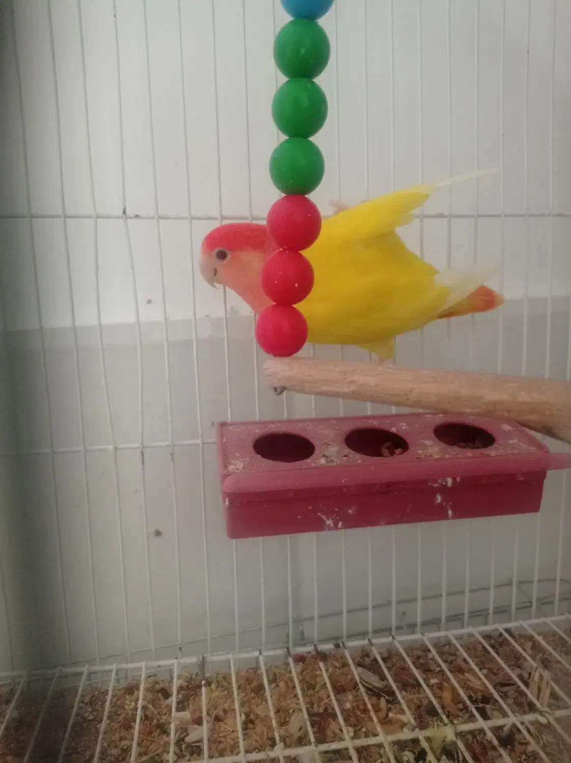 طوطی کتوله برزیلی|پرنده|شهر بابک, |دیوار