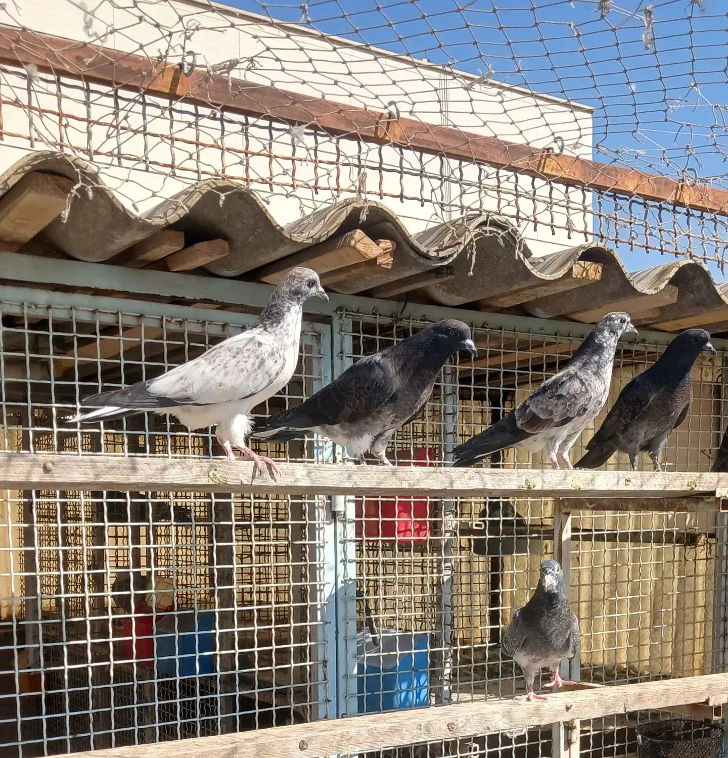 جوجه پرشی|پرنده|تهران, فلاح|دیوار