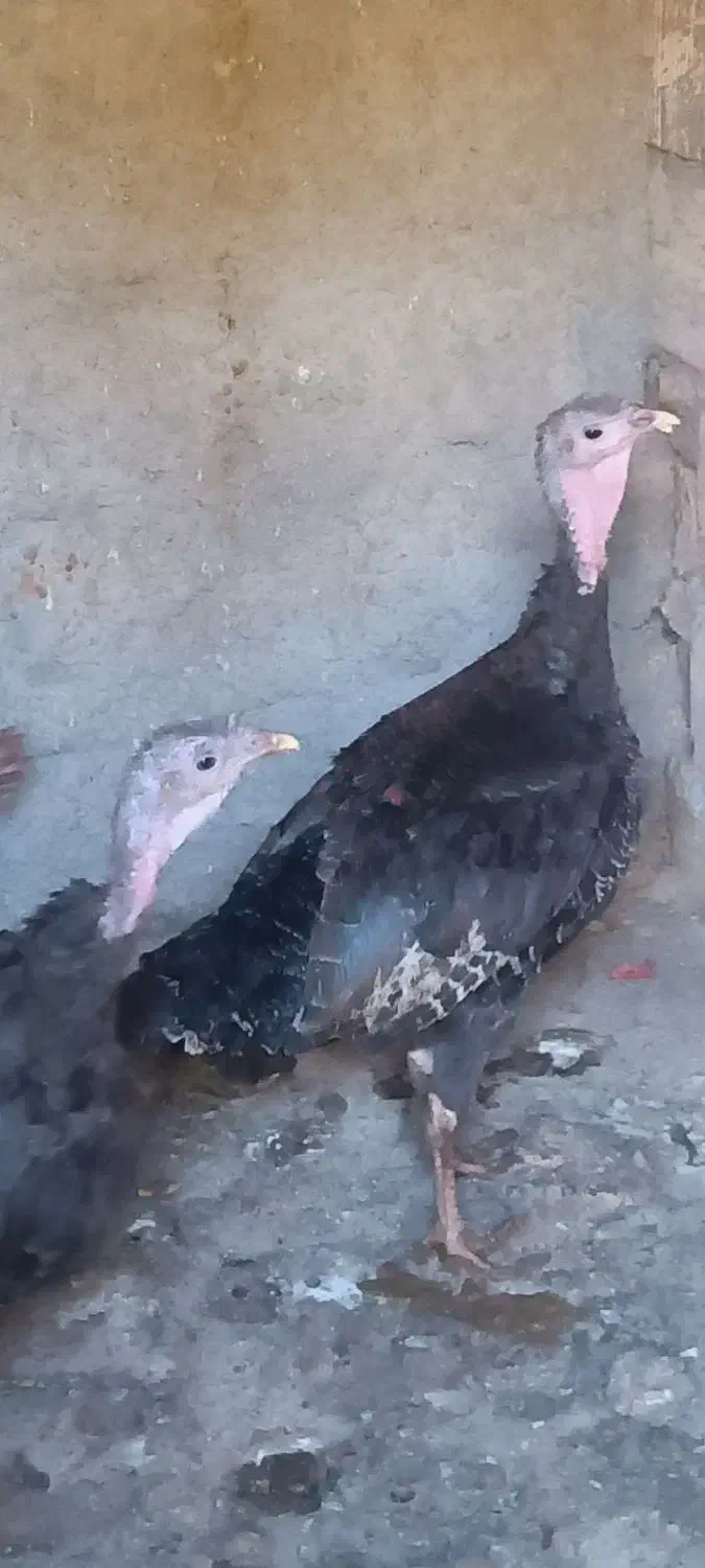 بوقلمون ماده تخم گذار چاق|حیوانات مزرعه|هشتگرد, خور|دیوار