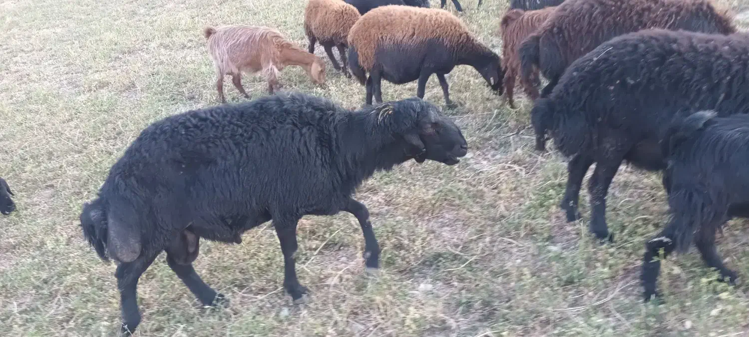 قوچ جوان نژاد دار یک ساله|حیوانات مزرعه|میانه, |دیوار