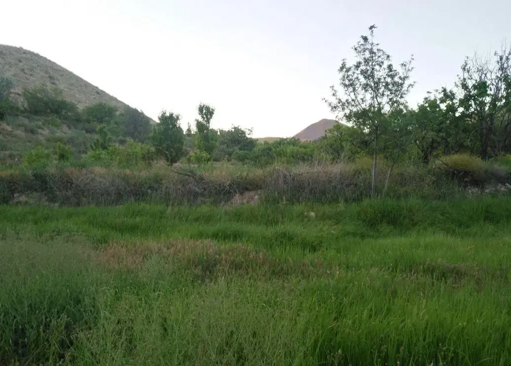 باغ سر سبز در حسین اباد قمصر5 ساعت اب|فروش زمین و ملک کلنگی|قمصر, |دیوار