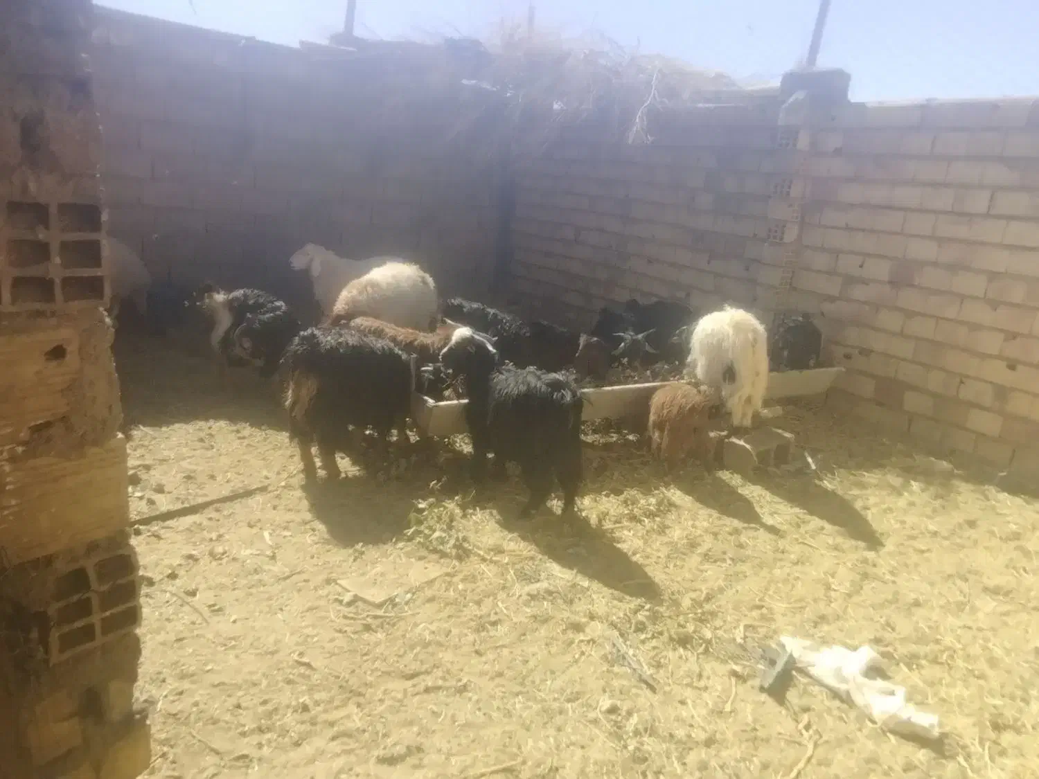 بزغاله نر وبره نر|حیوانات مزرعه|سده (خراسان جنوبی), |دیوار