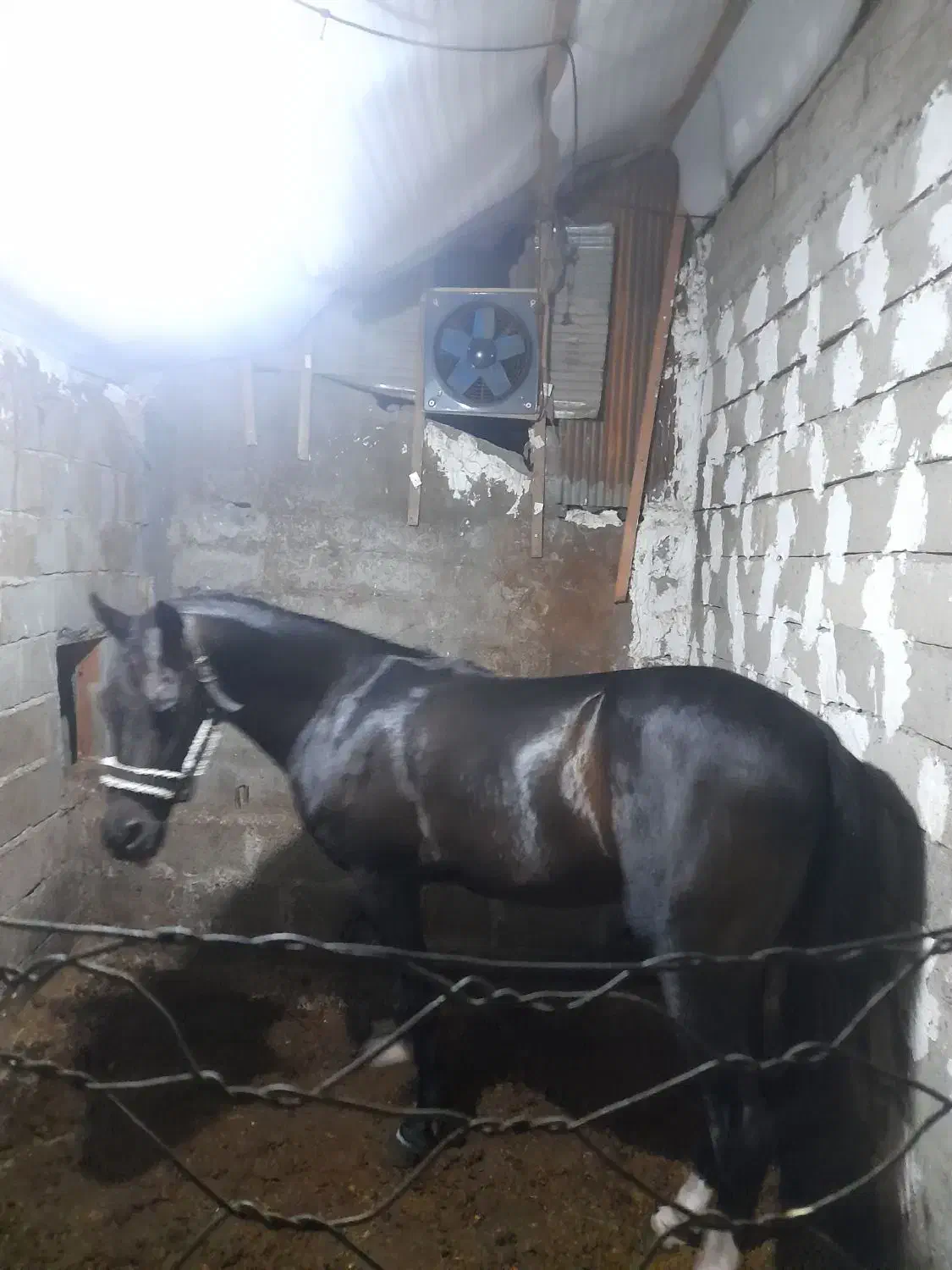 اسب نریان عرب ۶ به ۷ فنوتیپ بی نظیر تنکابن مقطوع|اسب و تجهیزات اسبسواری|تنکابن, |دیوار