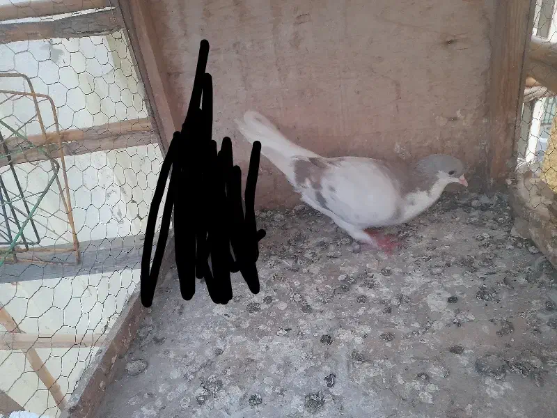 کبوتر ماده|پرنده|گرگان, |دیوار