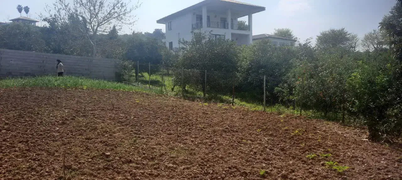 فروش ی قطعه زمین|فروش زمین و ملک کلنگی|شیرگاه, |دیوار