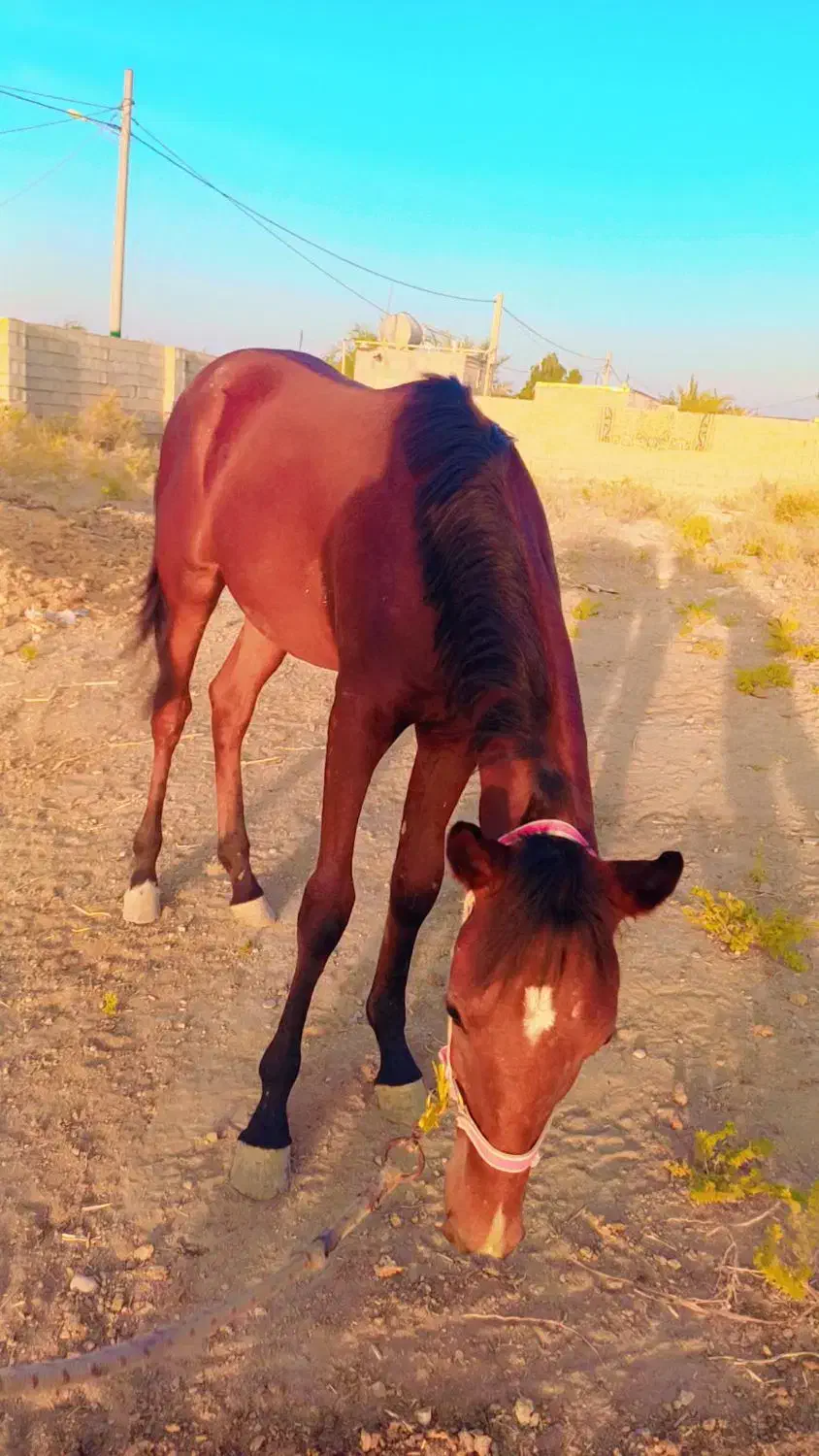 کره مادیان عرب۷ماه|اسب و تجهیزات اسب‌سواری|شوش, |دیوار
