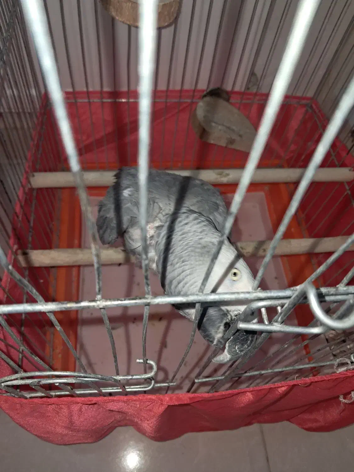 کاسکو سخنگو|پرنده|سیرجان, |دیوار