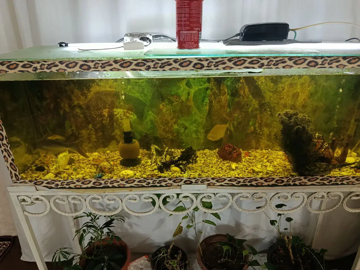 اکواریوم|ماهی|خوی, |دیوار