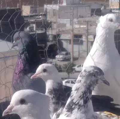 شازده و دم آبی|پرنده|سرپل ذهاب, |دیوار