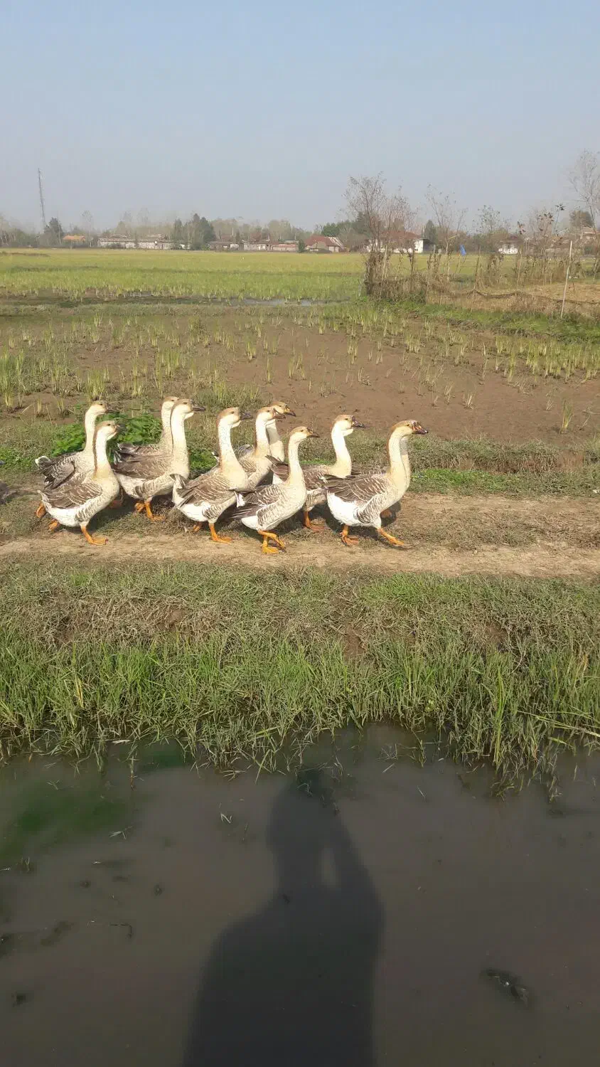 قوغاز|حیوانات مزرعه|خمام, |دیوار