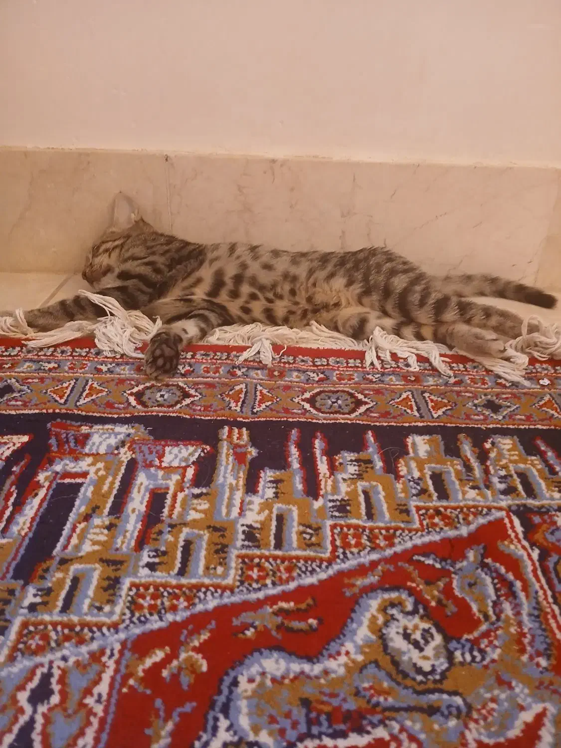 گمشده گربه|حیوانات|سبزوار, فرهنگیان|دیوار