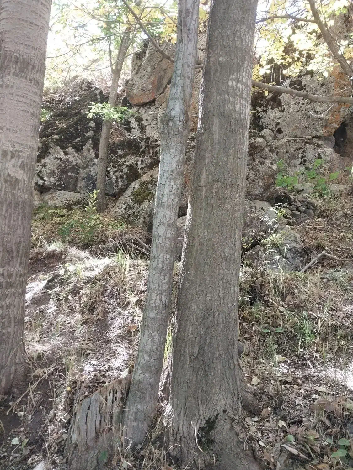 فروش درخت چنار|گل و گیاه طبیعی|کوثر, |دیوار