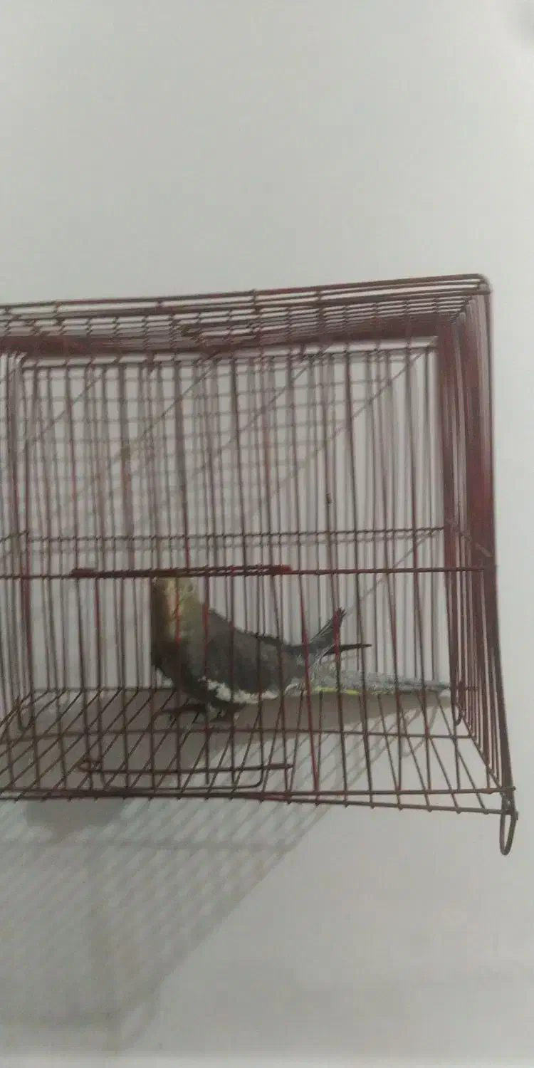 طوطی عروس هلندی سینامون|پرنده|شوشتر, |دیوار