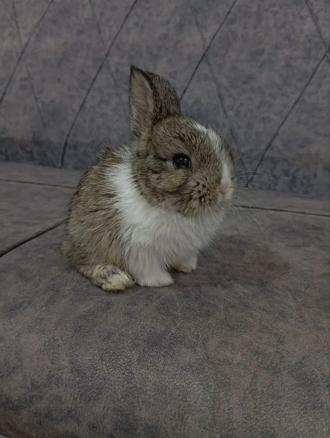 خرگوش مینی لوپ|موش و خرگوش|شاهدشهر, |دیوار