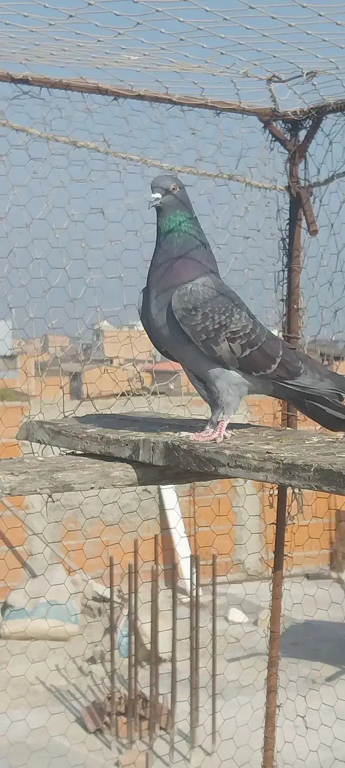 کبوتر فروشی|پرنده|ساری, |دیوار