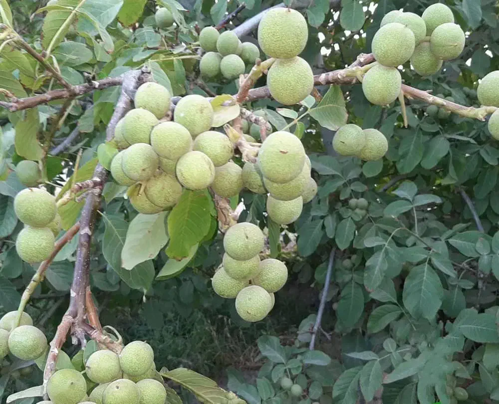 ارائــه نهــال به صورت تضمیــنی|خدمات باغبانی و درختکاری|شهرکرد, |دیوار