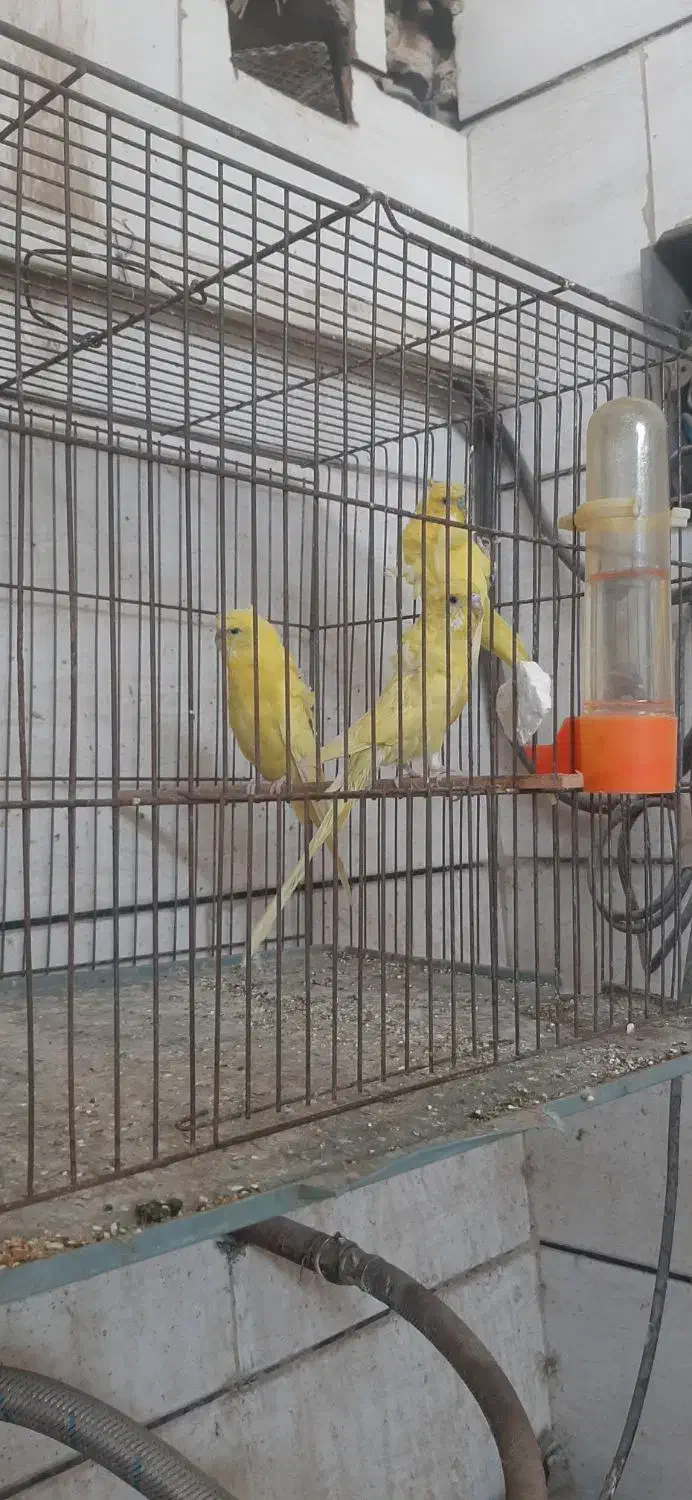 مرغ عشق امیدیه|پرنده|امیدیه, |دیوار