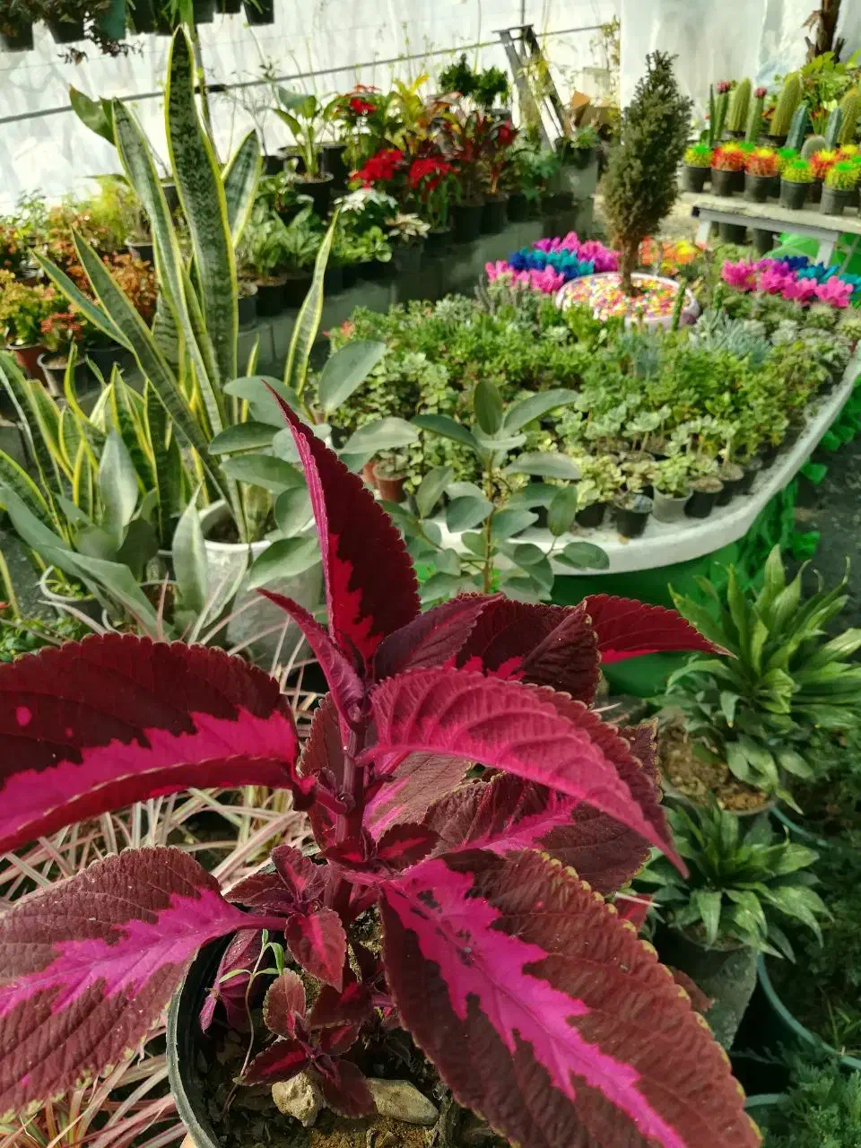 گل،گیاه ویلای|خدمات باغبانی و درختکاری|گلبهار, نوبهار|دیوار