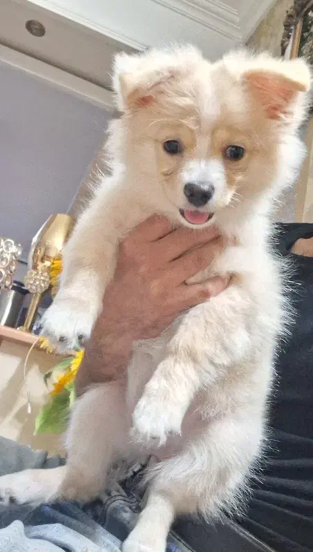 سگ پامرین|سگ|اصفهان, مهدی آباد|دیوار