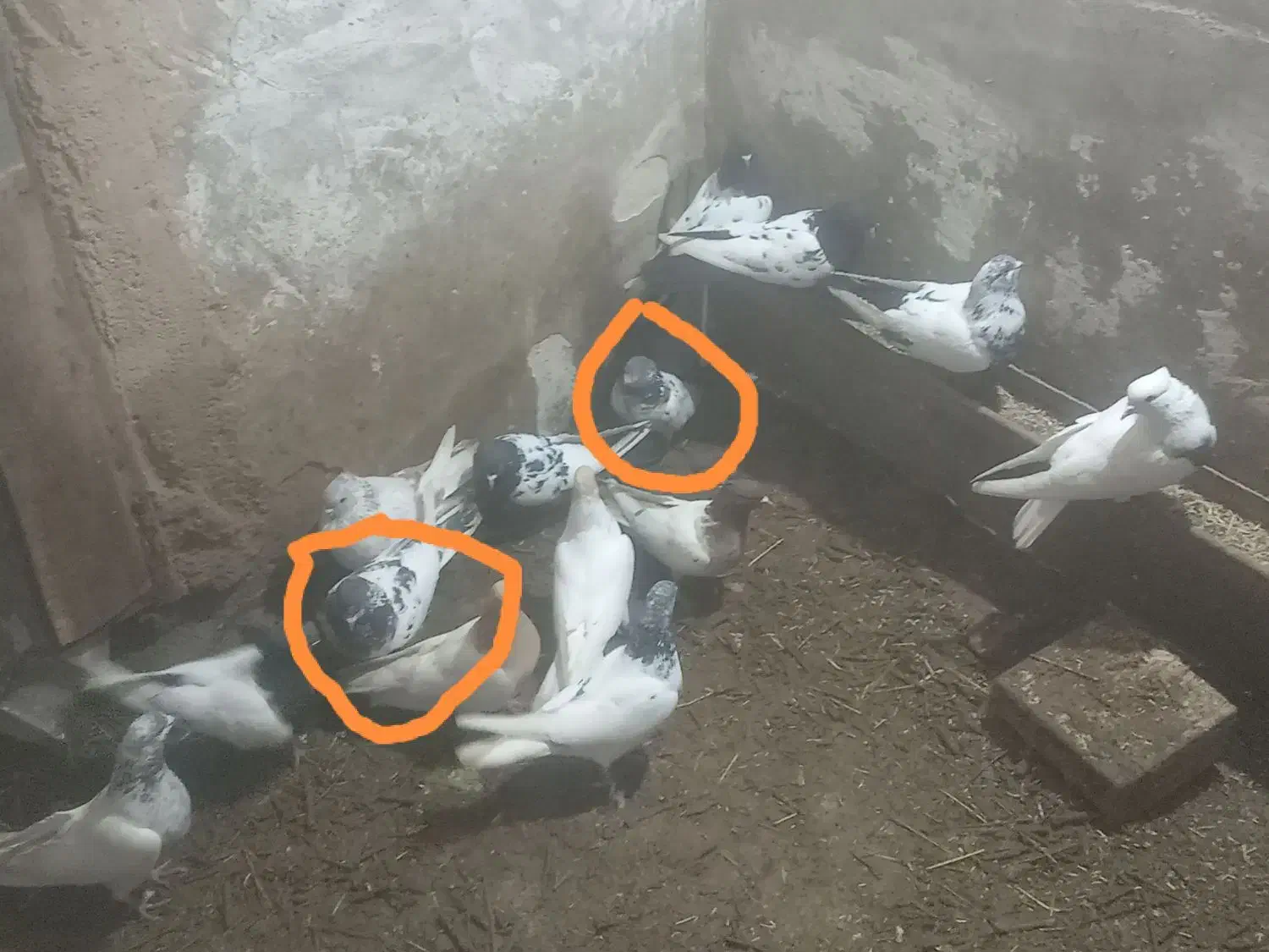 کبوتر|پرنده|مریوان, |دیوار