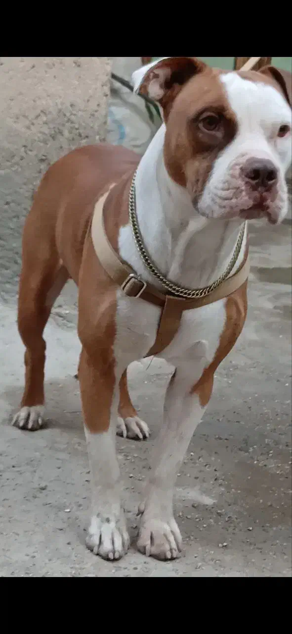 سگ پیتبول|سگ|تهران, استاد معین|دیوار