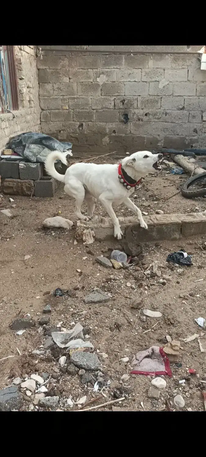 حیوون|سگ|ششده و قره بلاغ, |دیوار