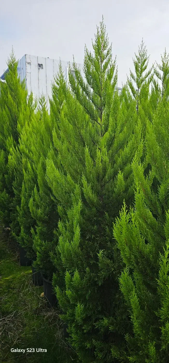 انواع گل گیاه و کاج لاوسون|خدمات باغبانی و درختکاری|اردبیل, |دیوار