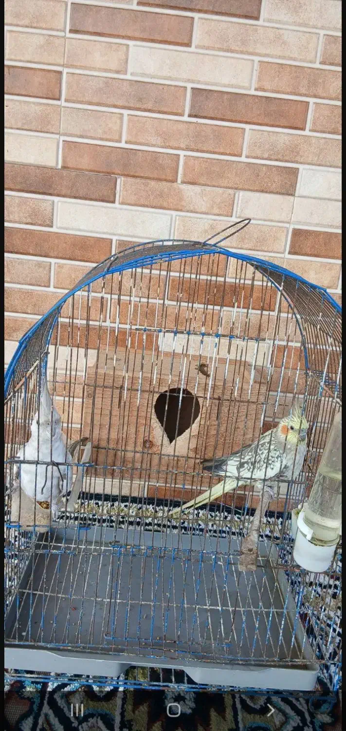 یک جفت عروس هلندی خوش رنگ|پرنده|سنگر, |دیوار