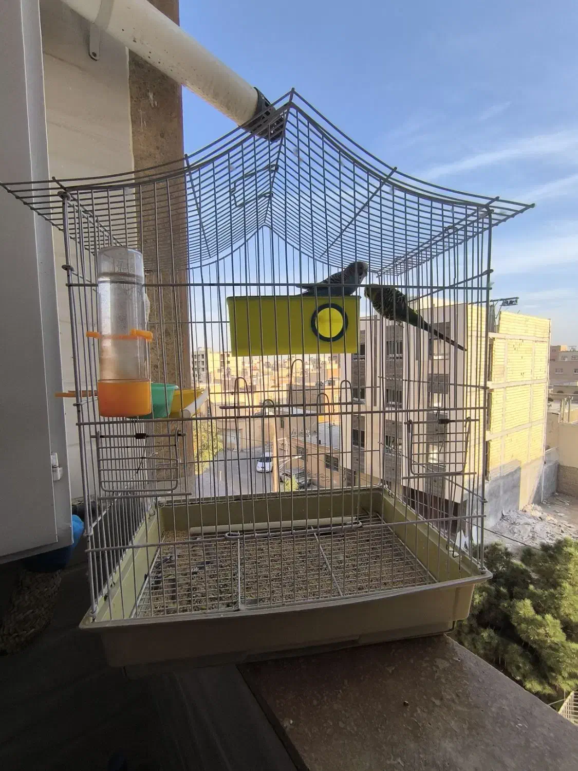 مرغ عشق|پرنده|شاهین‌شهر, خانه کارگر|دیوار