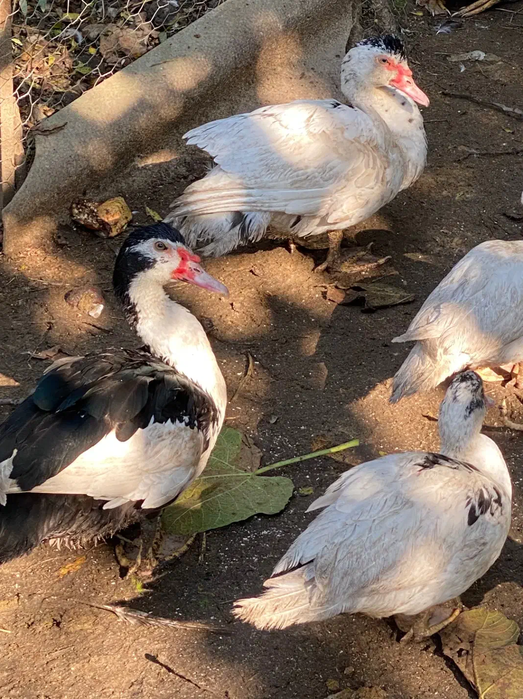 اردک اسراییلی|حیوانات مزرعه|ساری, |دیوار