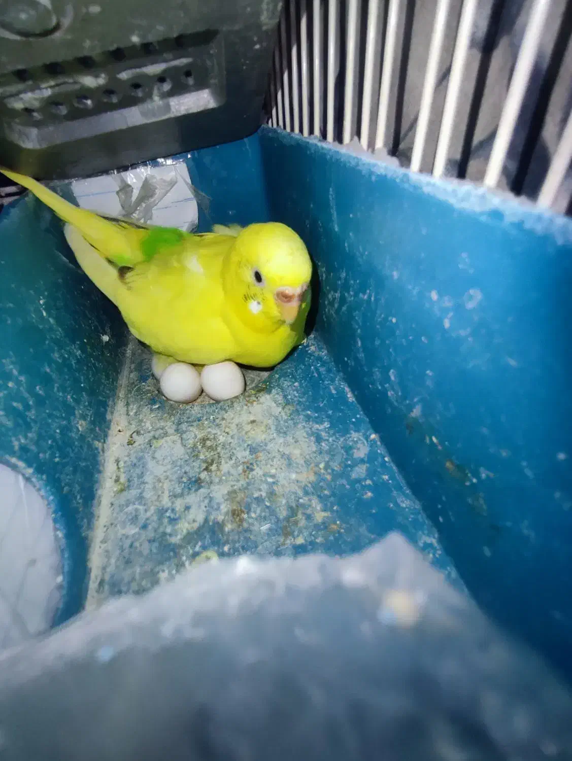 یک جفت مرغ عشق مولد با دوتا جوجه دو ماهه|پرنده|رباطکریم, شهرک والفجر|دیوار