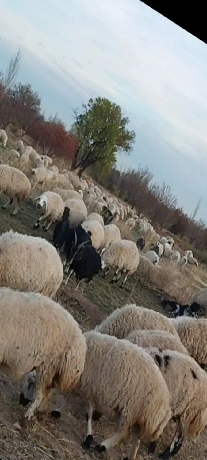 میش وبز|حیوانات مزرعه|قمصر, |دیوار