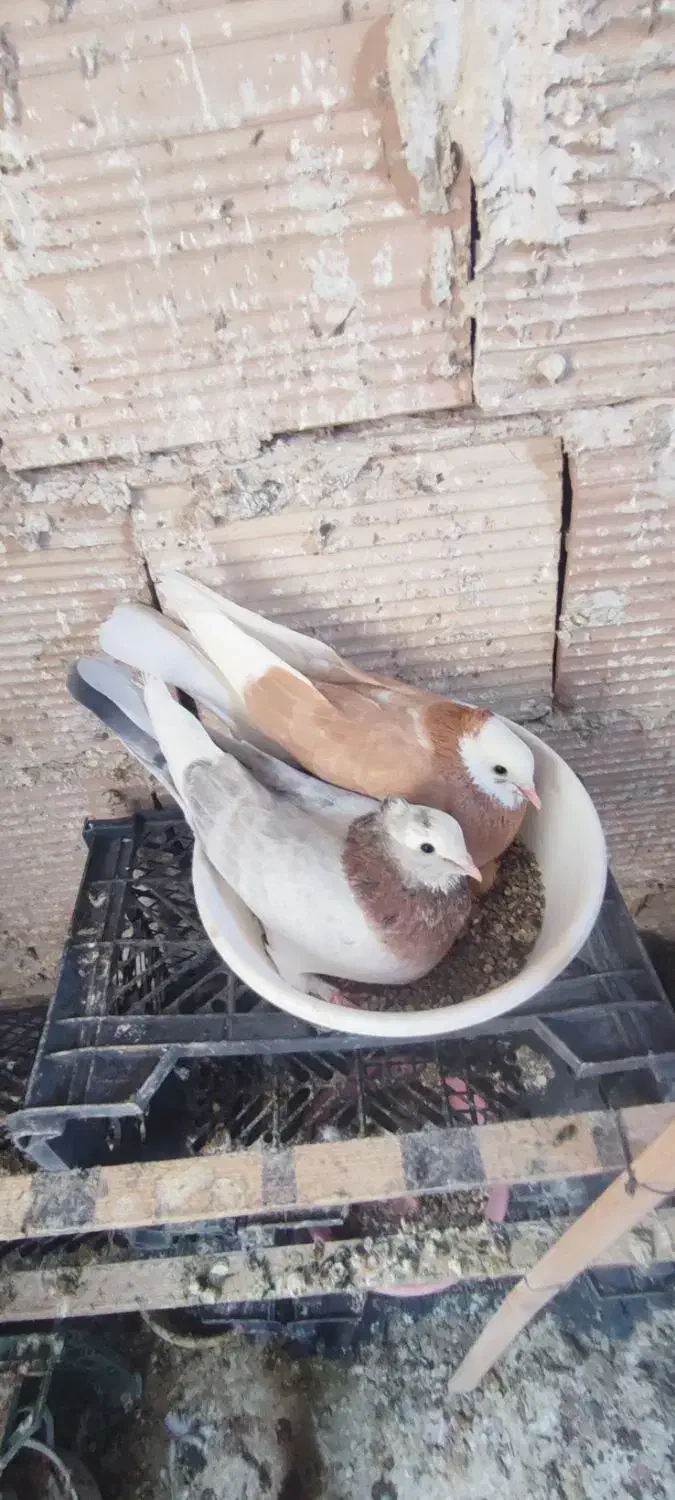 کفتریا کبوتر نامبروان|پرنده|پاکدشت, پاکدشت (مامازند)|دیوار