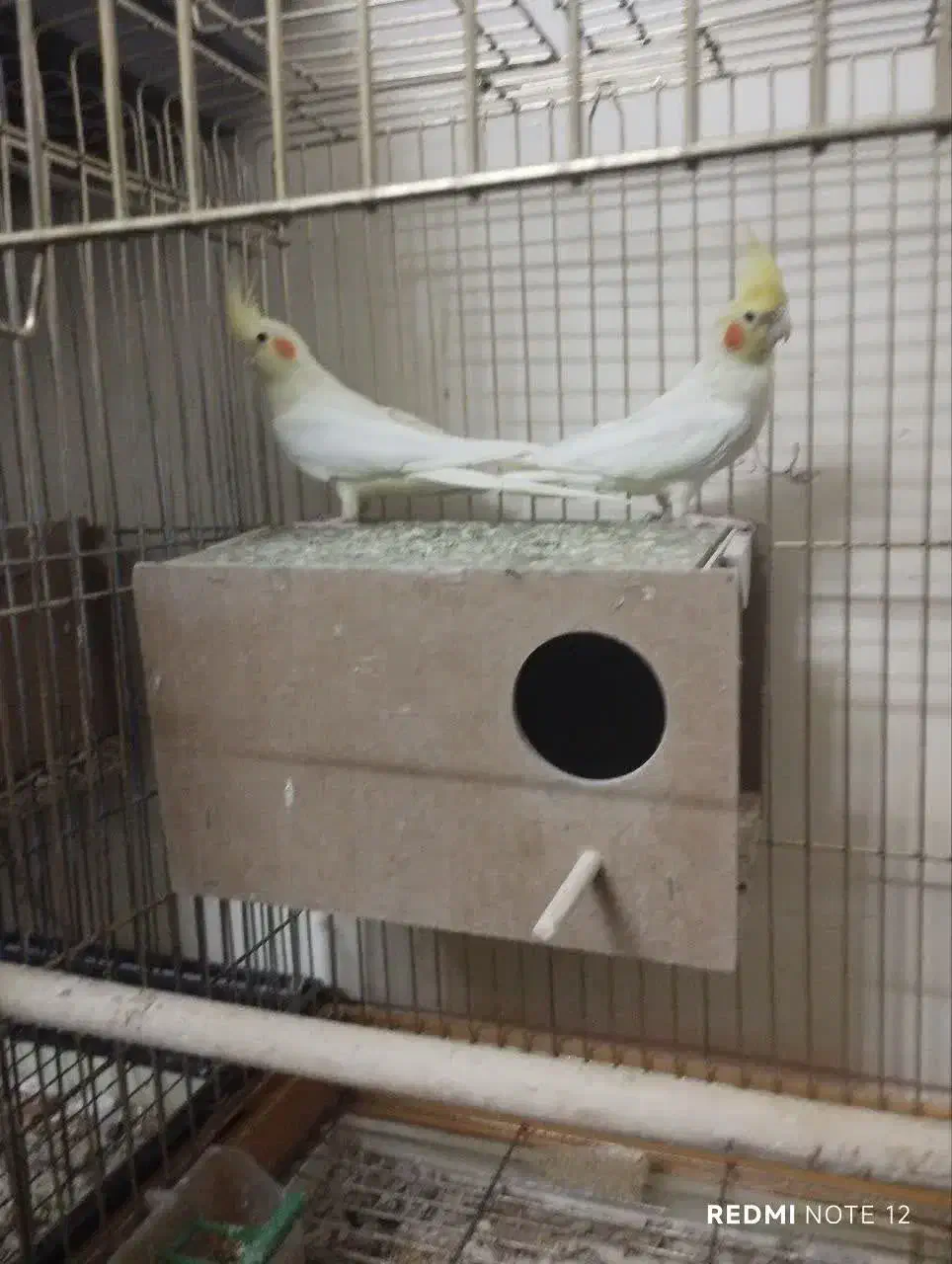 ۳ جفت عروس هلندی و قفس بزرگ|پرنده|اصفهان, خانه اصفهان|دیوار