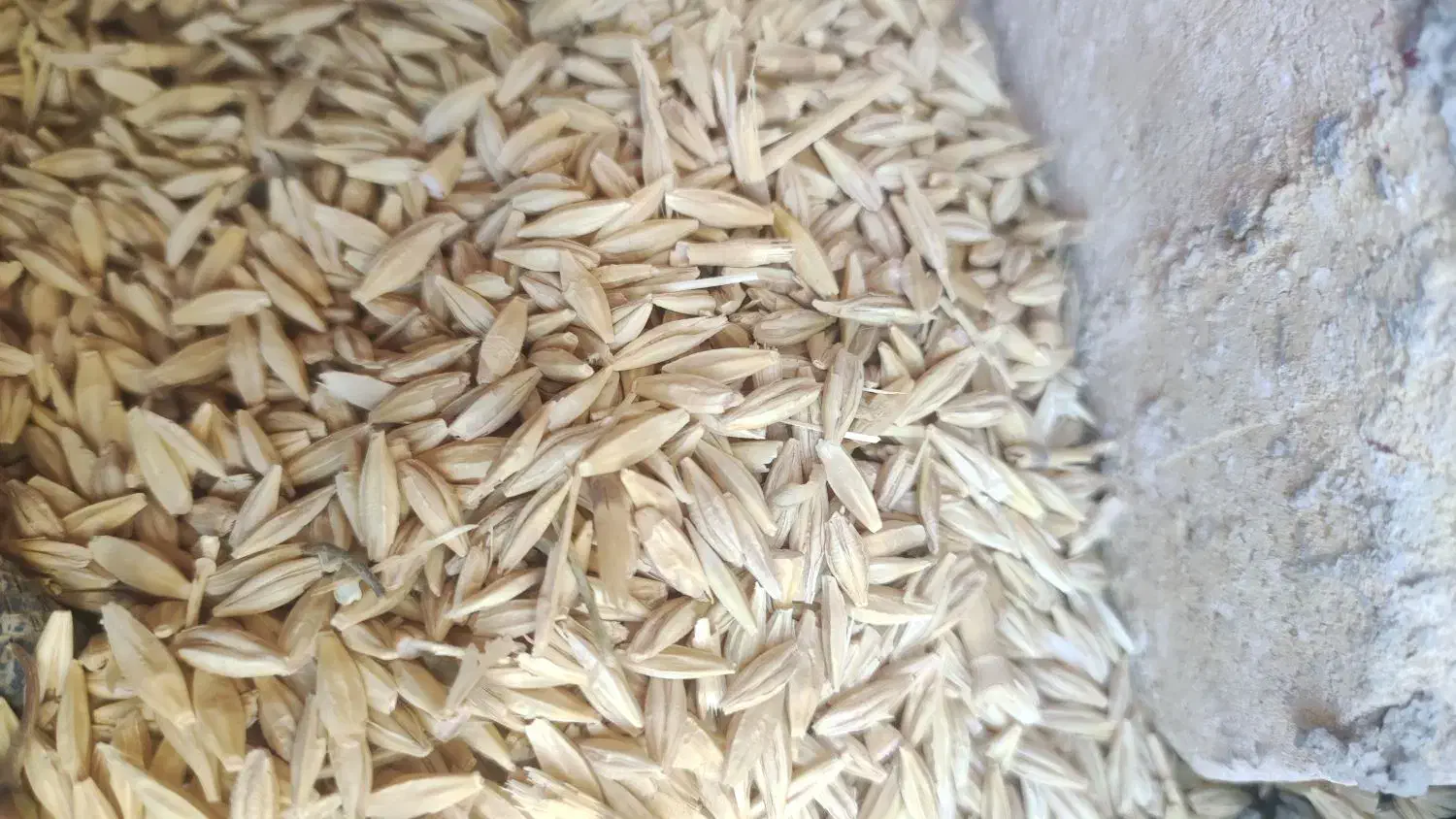 بذر کشاورزی|عمدهفروشی|کبودرآهنگ, |دیوار