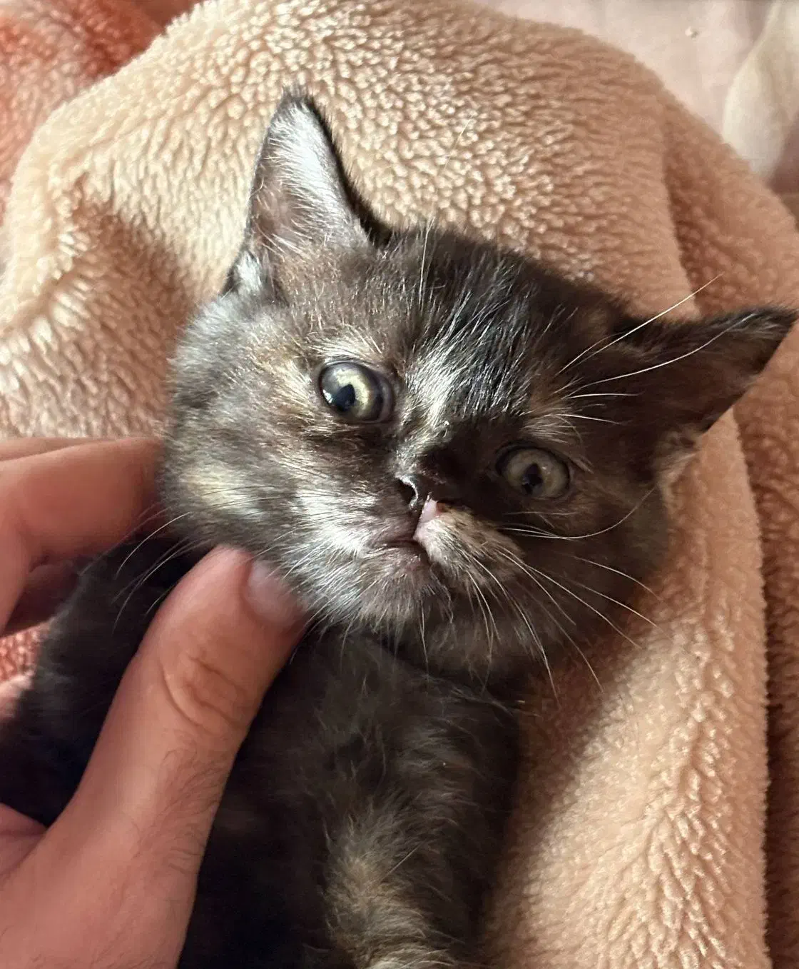 گربه بریتیش|گربه|گنبد کاووس, |دیوار