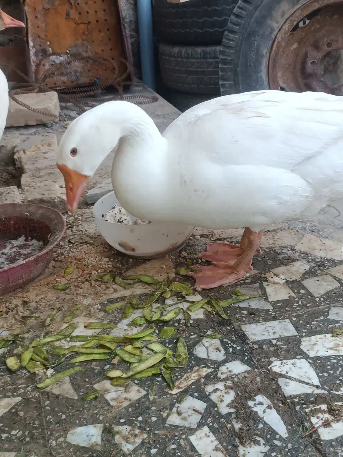 غاز فروشی|حیوانات مزرعه|زابل, |دیوار