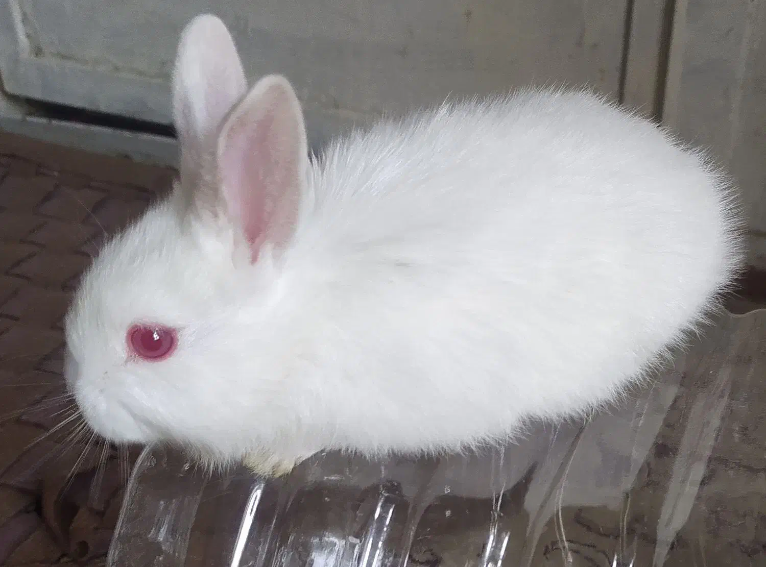 خرگوش|موش و خرگوش|شاهین‌شهر, مورچه خورت|دیوار