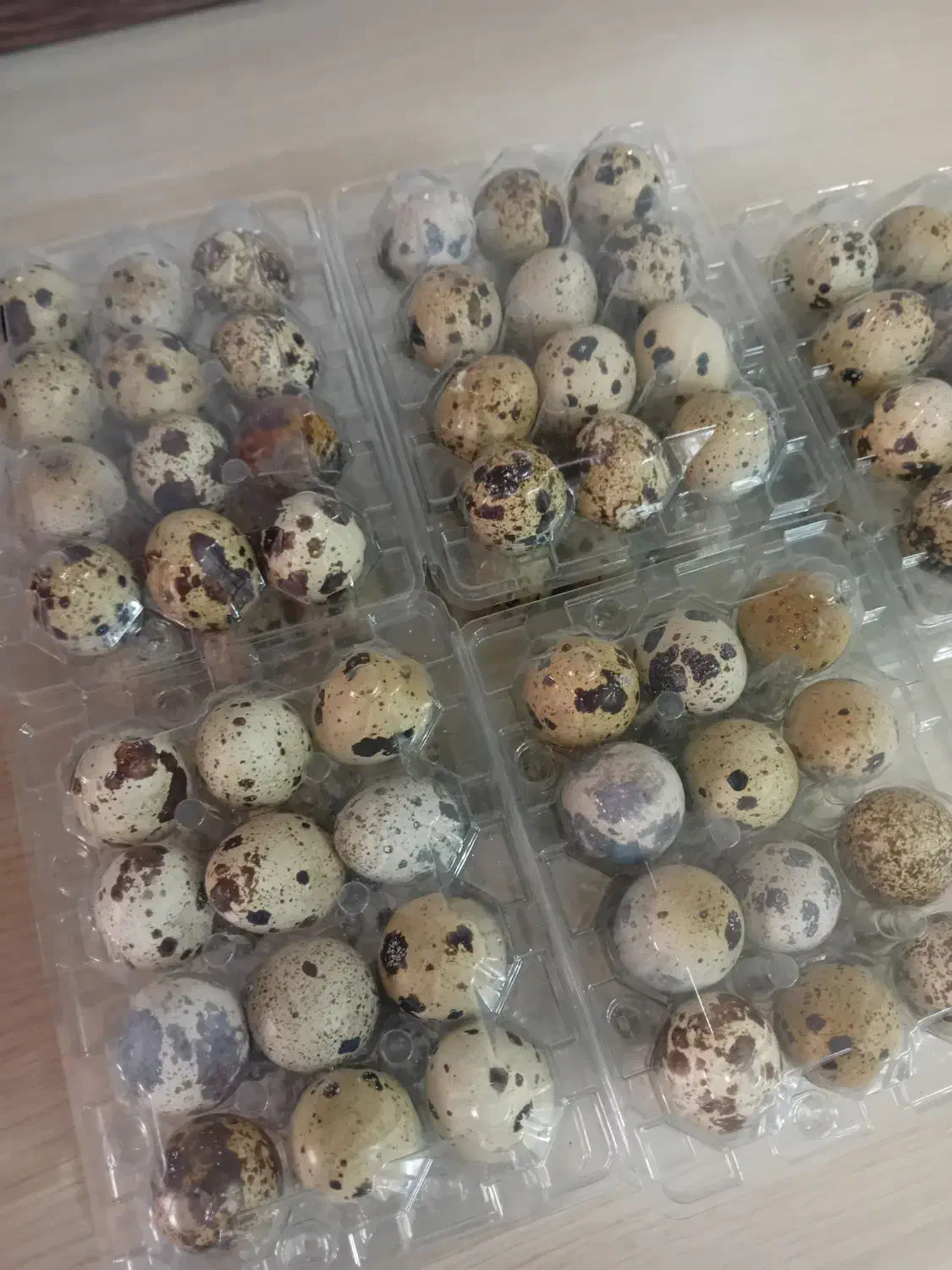 تخم بلدرچین نطفهدار نژاد فوق سنگین|حیوانات مزرعه|تهران, افسریه شمالی|دیوار