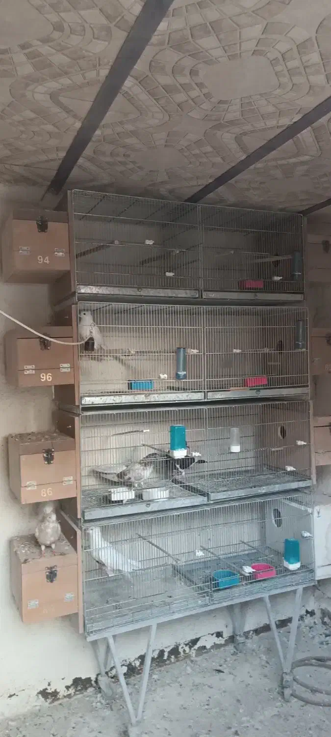 قفس هشت خان با لونه و هشت خان بازاری و قفس1033|لوازم جانبی حیوانات|اسلام‌شهر, شهرک امام حسین (میان آباد)|دیوار