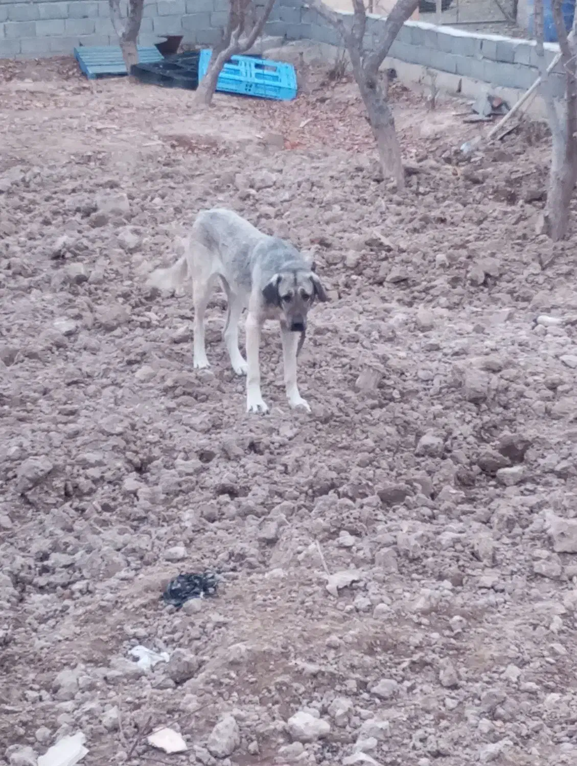 سگ ماده عراقی|سگ|رباط‌کریم, شترخوار|دیوار